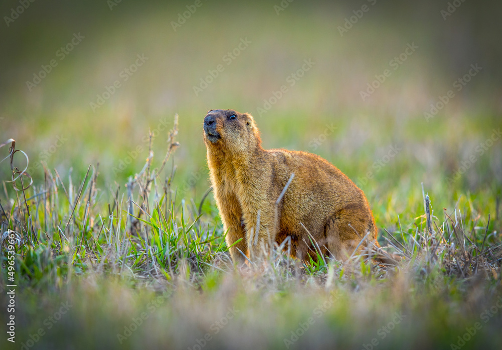Groundhog crawled out of his hole to bask in the spring sun, close-up Groundhog crawled out of his hole to bask in the spring sun, close-up
