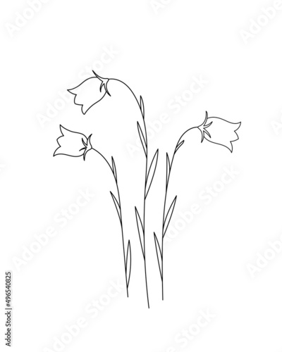 Campanula bellflowers doodle flower. Black and white with line art. Hand Drawn Botanical Illustration