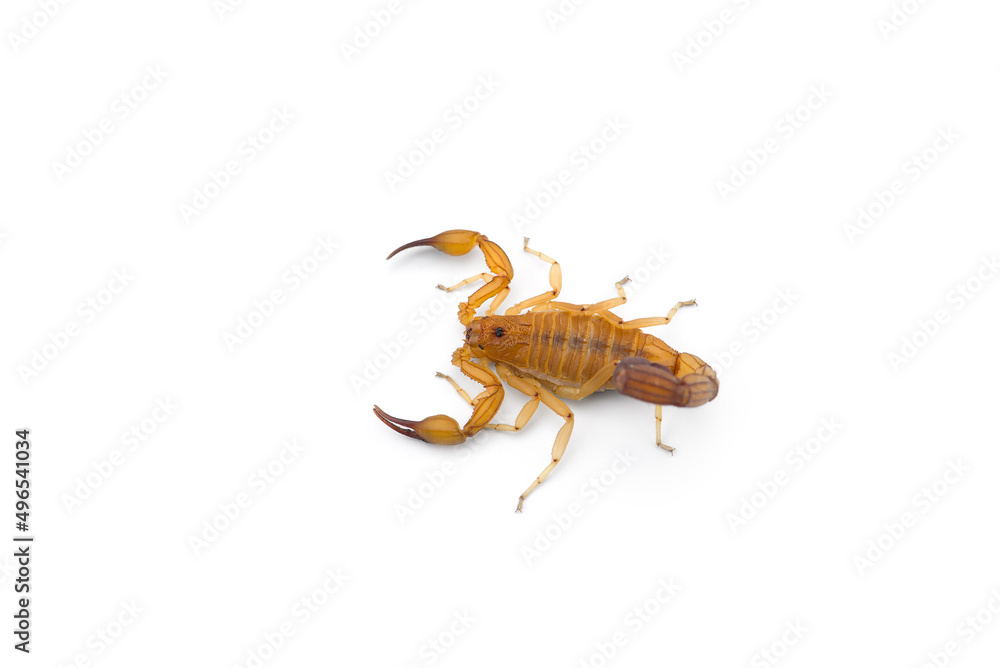 Yellow deadly dangerous scorpion top view isolated on white background Yellow deadly dangerous scorpion top view isolated on white background