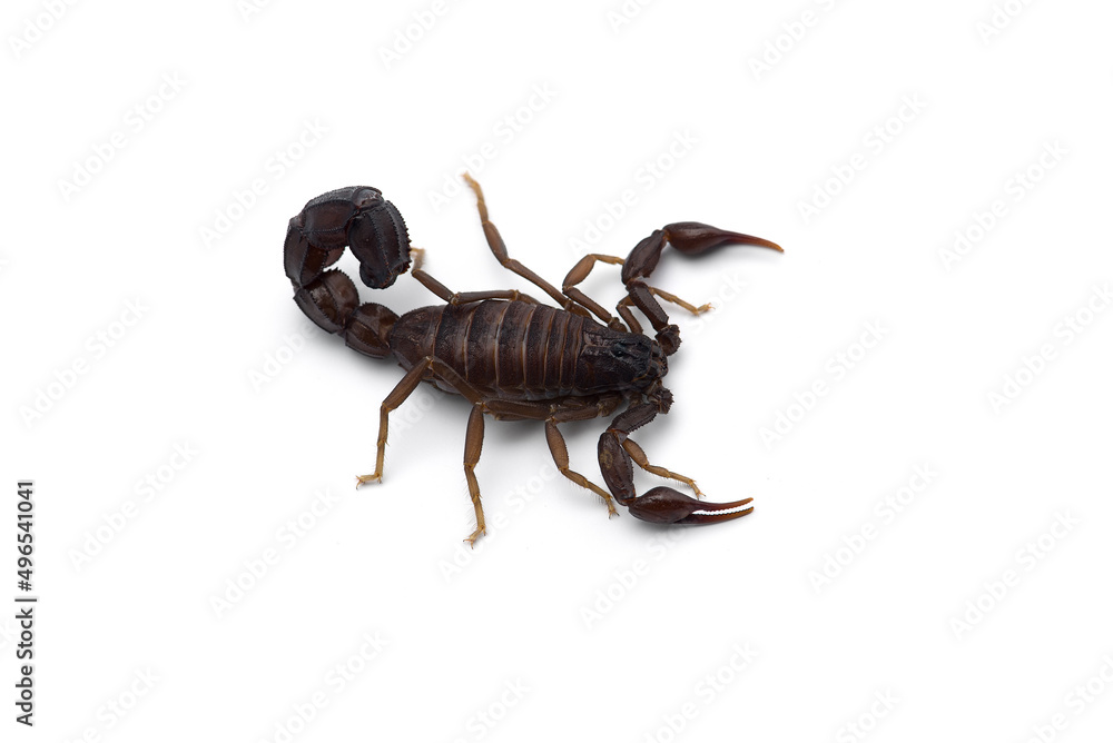 Yellow deadly dangerous scorpion top view isolated on white background
