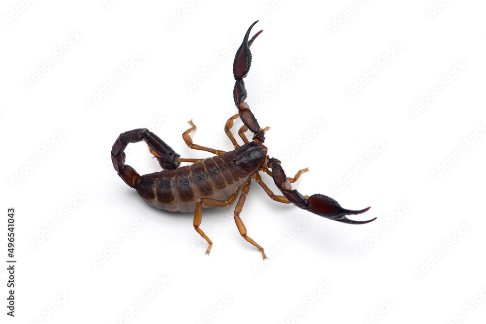 Yellow deadly dangerous scorpion top view isolated on white background Yellow deadly dangerous scorpion top view isolated on white background