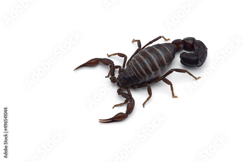 Yellow deadly dangerous scorpion top view isolated on white background