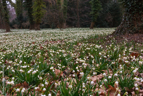 Spring snowstorm (Leucojum vernum) in early spring - clusters