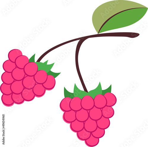 малина, raspberry, berry, vector, juicy, nature
