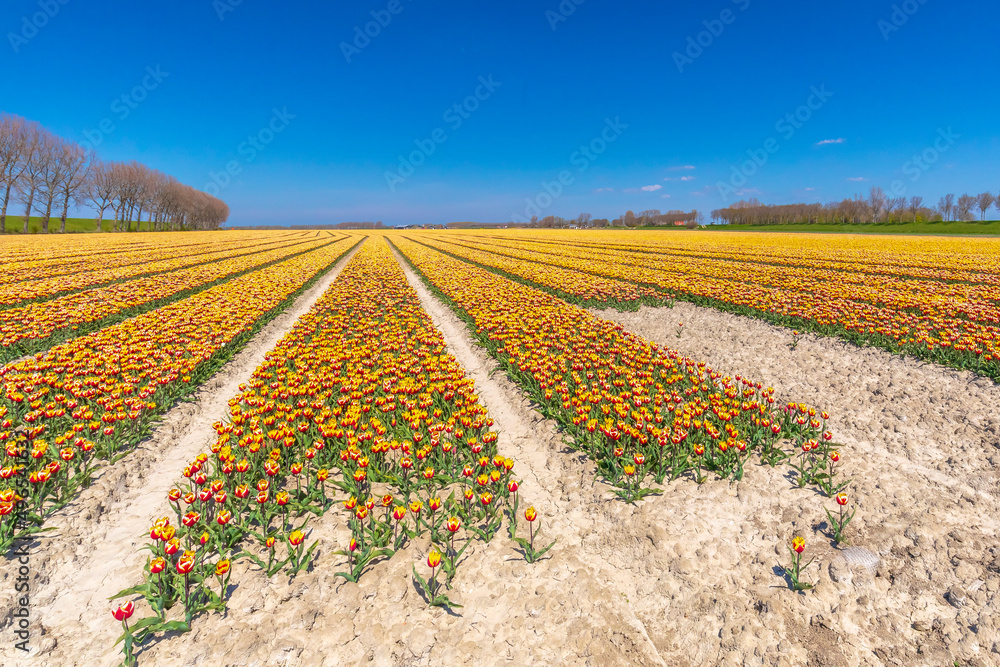 Blooming colorful Dutch yellow red tulips flower field under a blue sky.