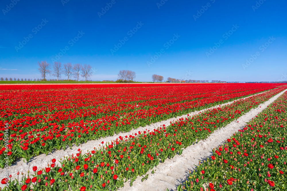Blooming colorful Dutch tulips flower field with a blue sky during Spring season