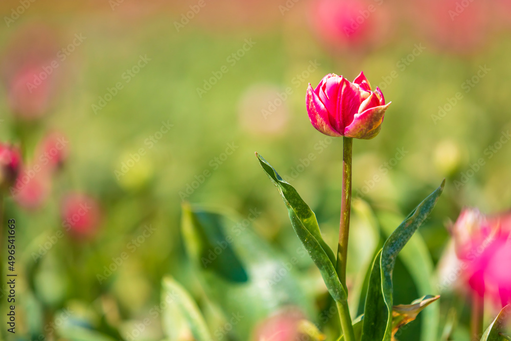 Blooming colorful Dutch tulips flower field with a blue sky during Spring season Blooming colorful Dutch tulips flower field with a blue sky during Spring season