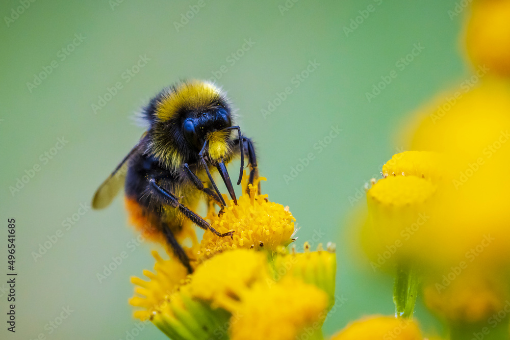 Closeup of a red-tailed bumblebee, Bombus lapidarius, feeding Closeup of a red-tailed bumblebee, Bombus lapidarius, feeding
