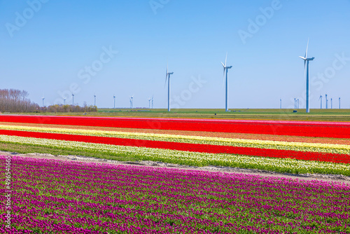 Blooming colorful Dutch tulips flower field with a blue sky during Spring season