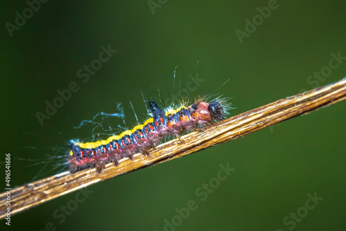 Closeup of a caterpillar of a grey dagger, Acronicta psi, moth crawling and eating © Sander Meertins