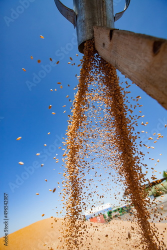 Spring sowing campaign. Grain drying machine. Drying wheat seeds. photo