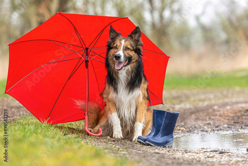 Photography Dogs and bad weather: A border collie dog sitting beneath an umbrella on a rainy