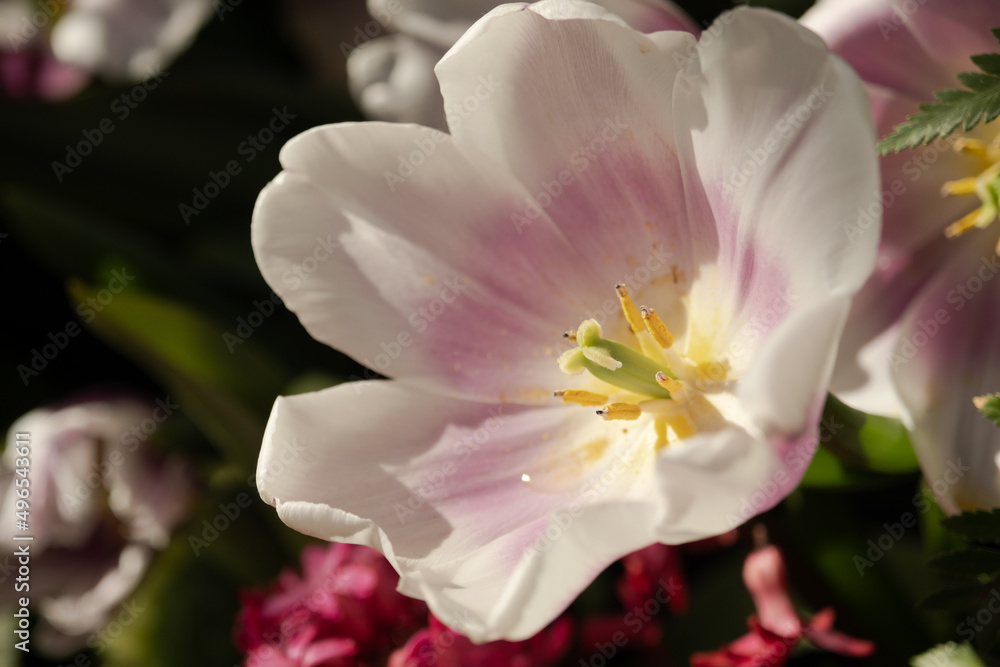 A white tulip fully opened in the sun. Pistils, stamens close-up