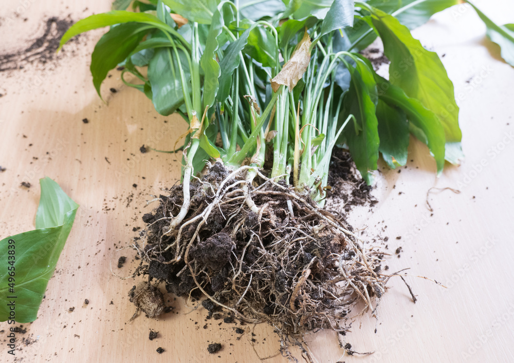 Houseplant spathiphyllum with roots on the texture of a wooden table. Houseplant care, transplanting