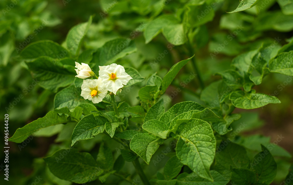 White flowers on potatoes.Flowering of a potato bush in the garden. White flowers on potatoes.Flowering of a potato bush in the garden.
