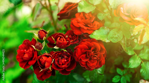 A bush of red roses in the garden. Beautiful rosebuds against the background of the rays of the sun. Romantic flowers.