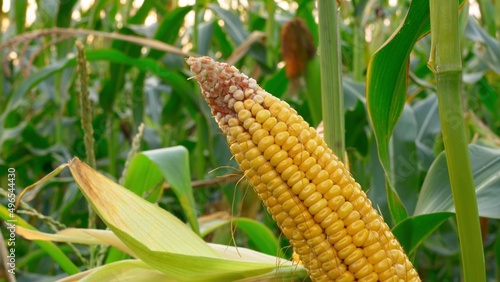 Close-up of corn on a green branch. Beautiful corn in the field ready for harvest. An ear of golden corn grows on a branch in the sun.