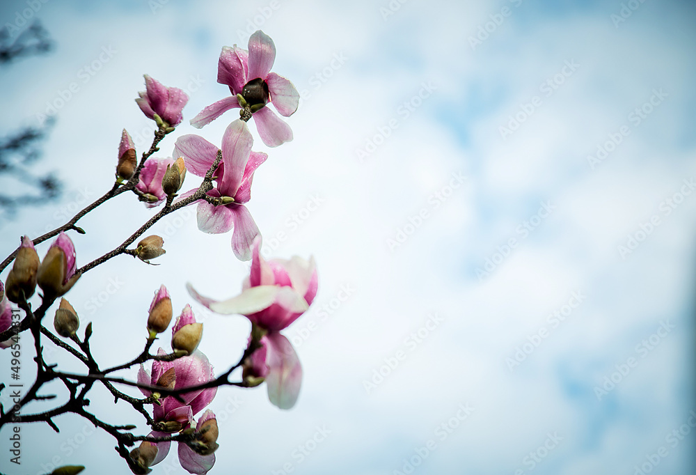 spring flowers and buds of magnolia sulanja, on a tree
spring flowers and buds of magnolia sulanja, on a tree