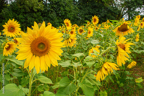 field of sunflowers
