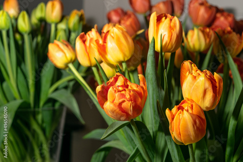 Tulip Bouquet  Spring Tulipa Flowers