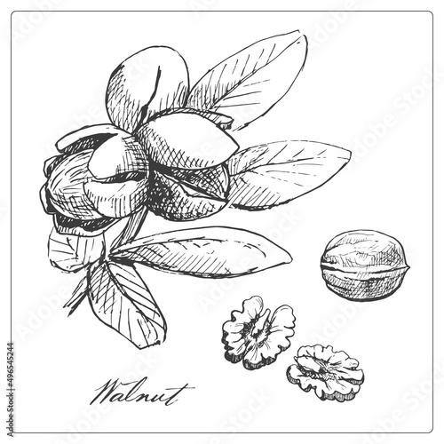 Set walnut branch and fruit. Hand drawn sketch.Vector graphic illustration. Black and white collection isolated elements for design packing logo