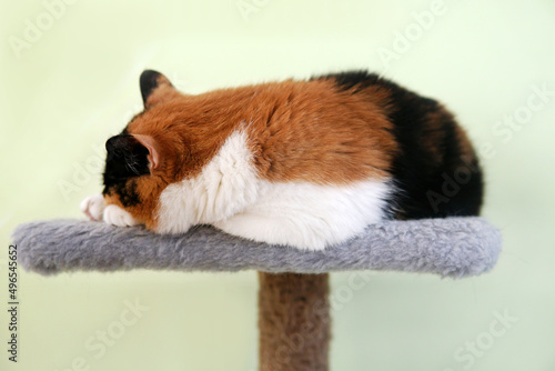 The cat is multocolor white and black sleeps on a chair