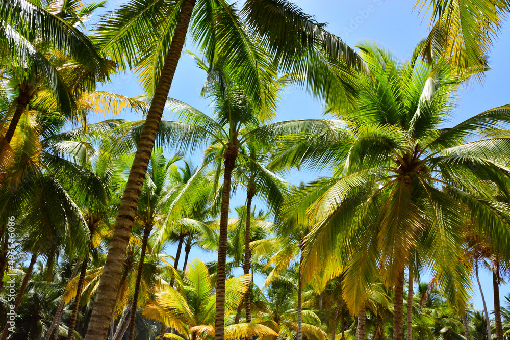 Fototapeta premium Saona Island, Dominican Republic - Bright green leaves of palm trees on Isla Saona, Caribbean coast