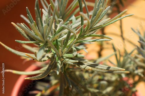 rosemary plant in a pot
