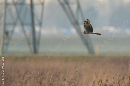 Hen Harrier (Circus cyaneus) adult flying above a field with reed photo