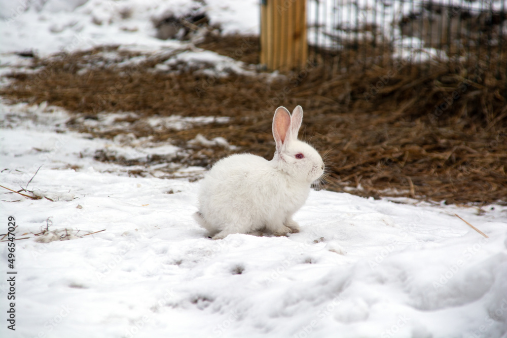 a small white rabbit runs through the snow in the forest.