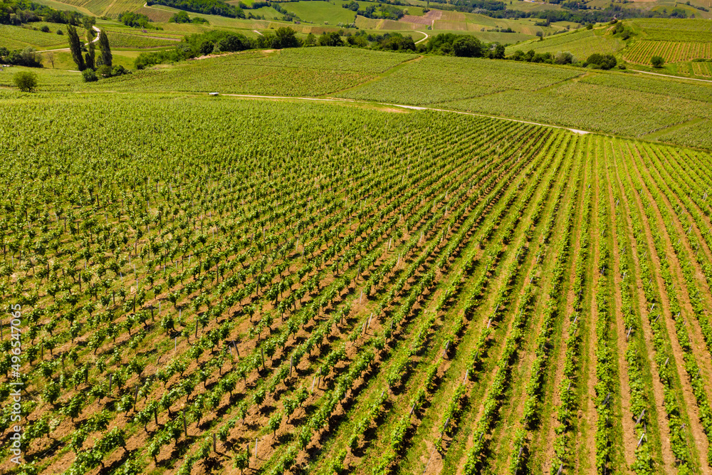 Vineyards on hills, Jura region France.