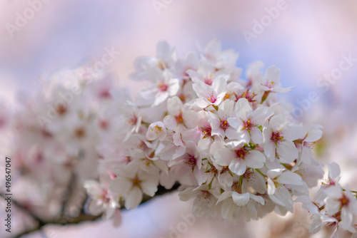 Selective focus of branches white pink Cherry blossoms full bloom on the tree under blue sky, Beautiful Sakura flowers in spring season in the park, Floral pattern texture, Nature wallpaper background © Sarawut