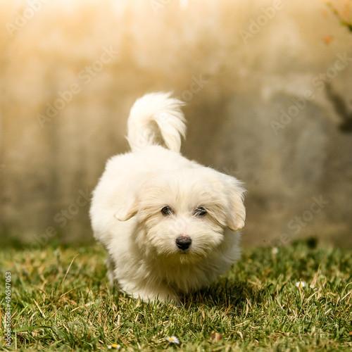 Portrait d'un bébé chiot coton de tulear dans un parc