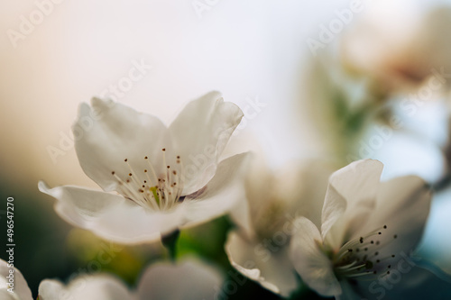 closeup of spring cherry blossom on bokeh background