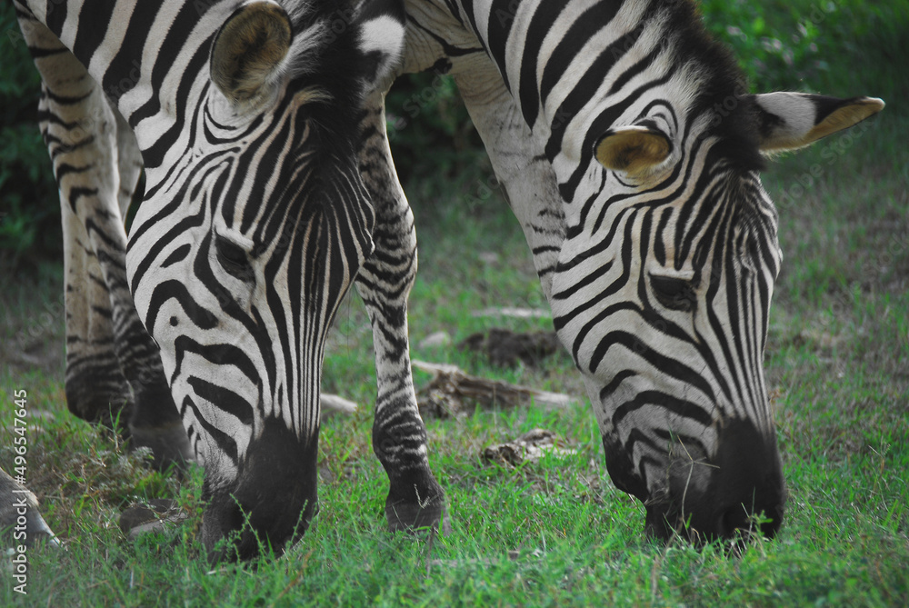 Africa- Extreme Close Up of Two Wild Zebra Faces Africa- Extreme Close Up of Two Wild Zebra Faces
