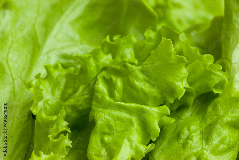 Light green salad leaves, top view. Raw green leaf vegetables. Bright leaves of salad for poster, calendar, post, screensaver, wallpaper, postcard, card, banner, cover, website Light green salad leaves, top view. Raw green leaf vegetables. Bright leaves of salad for poster, calendar, post, screensaver, wallpaper, postcard, card, banner, cover, website