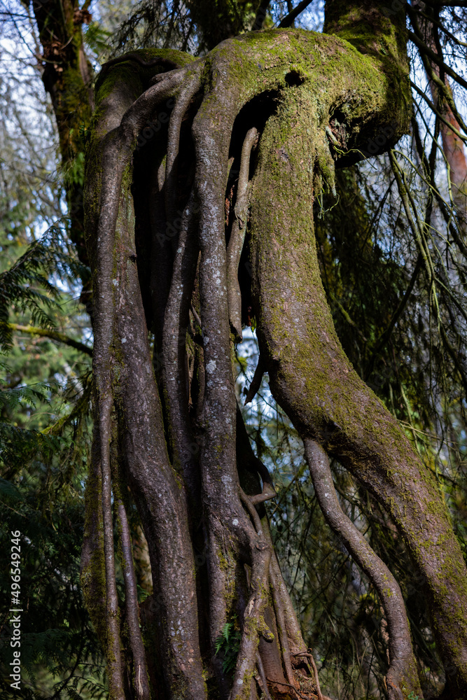 A tree is above ground by far with roots extending above ground as well, almost like the floor was lowered under it.