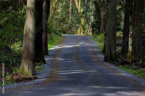 Lonely path forward with open road to follow surrounded by forest.