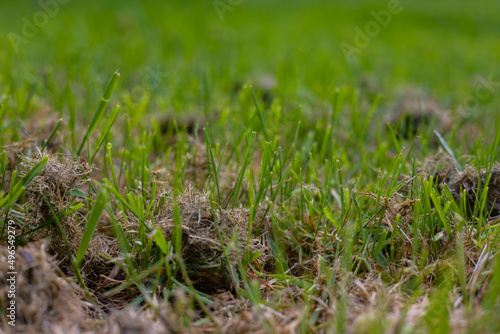 Gorgeous grass if you like the clumpy mess vibe. Blurred background and saturated with green clumps.