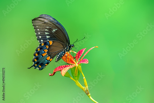 Spicebush Swallowtail Butterfly on Blackberry Lily photo