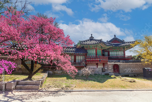 창덕궁 홍매화