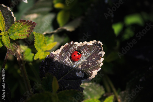 Ladybug on a leaf