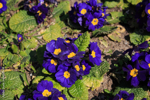 purple flowers