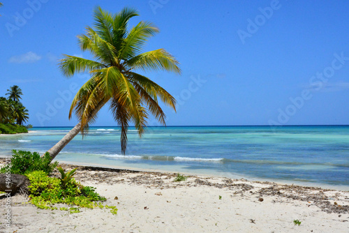 Saona Island  Dominican Republic - Palm tree on Isla Saona  Caribbean coast  white sand beach and turquoise sea