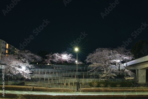 Tokyo, Japan - April 2, 2022: Cherry blossoms in full bloom in the night 