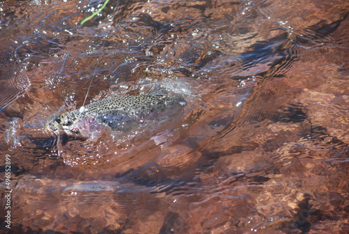 A splashing rainbow trout 