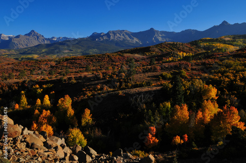Late afternoon on the fall foliage up the slopes of the Sneffels Range of the San Juan mountains  as seen from the Dallas Divide  near Ridgway  Colorado  USA