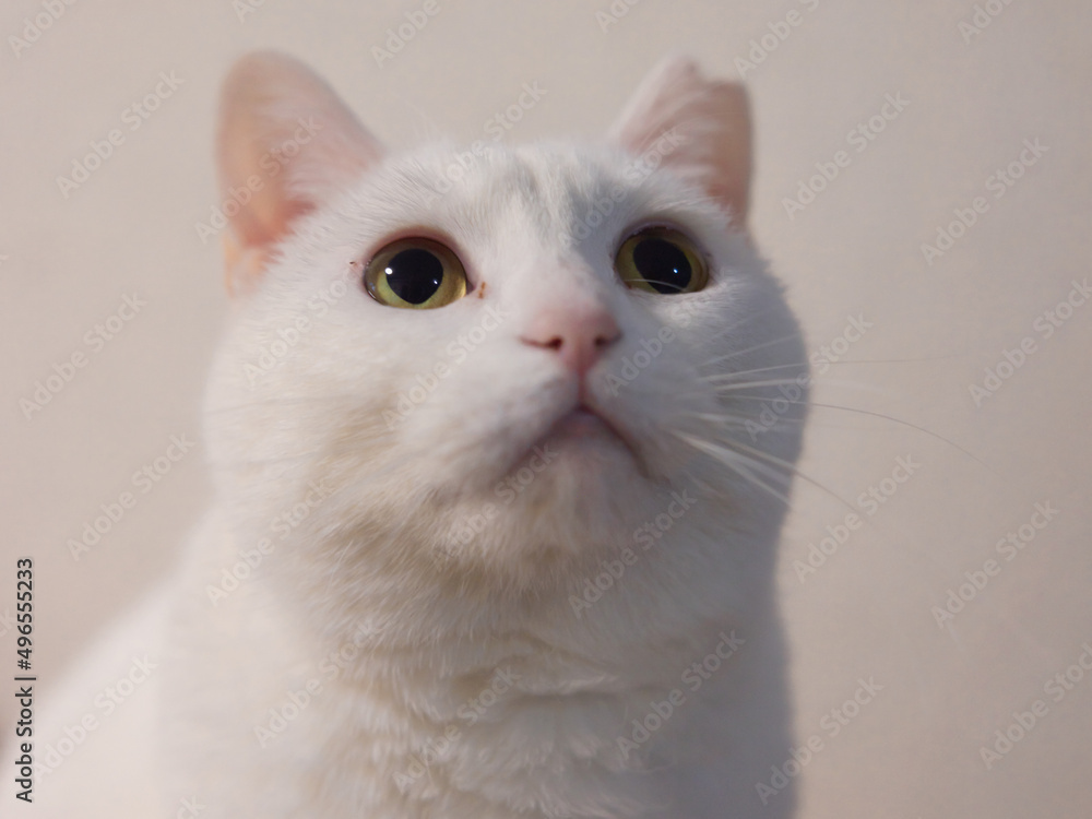 白の保護猫(a cute white rescued cat) 白の保護猫(a cute white rescued cat)