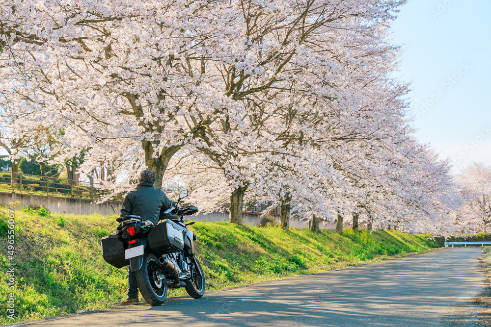 Obraz premium バイクで桜並木ツーリング