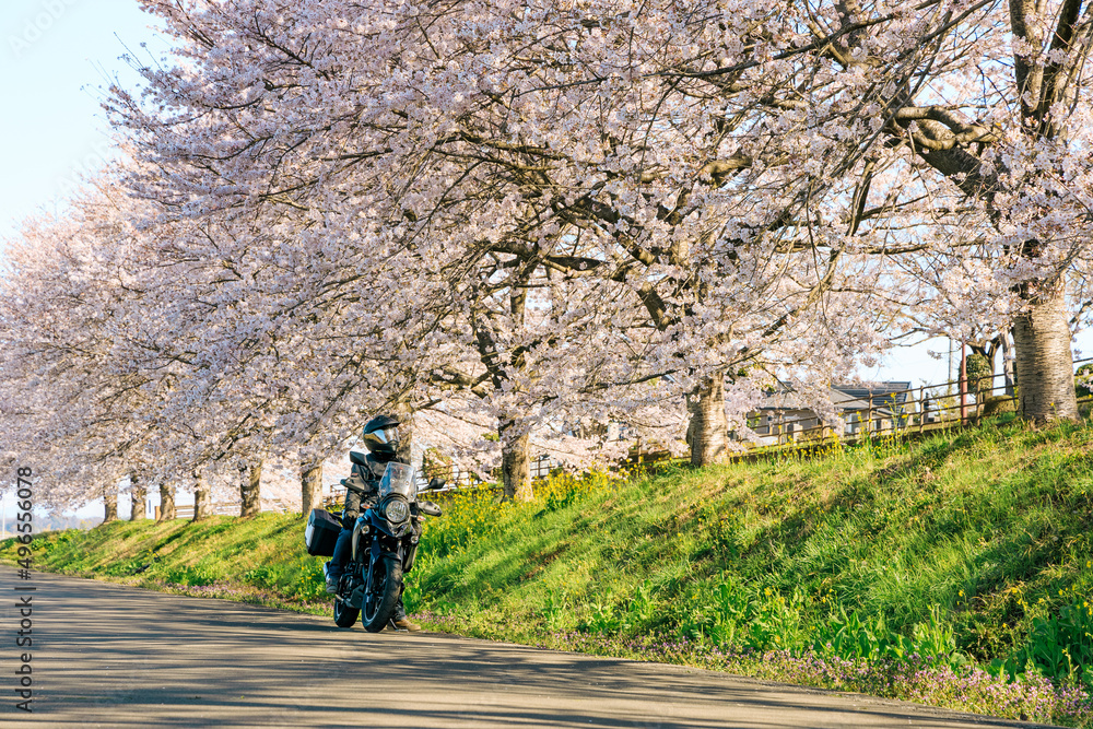バイクで桜並木ツーリング